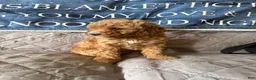 Miniature Poodle dogs for sale: Miniature Poodle 5 white collar - Ad 1