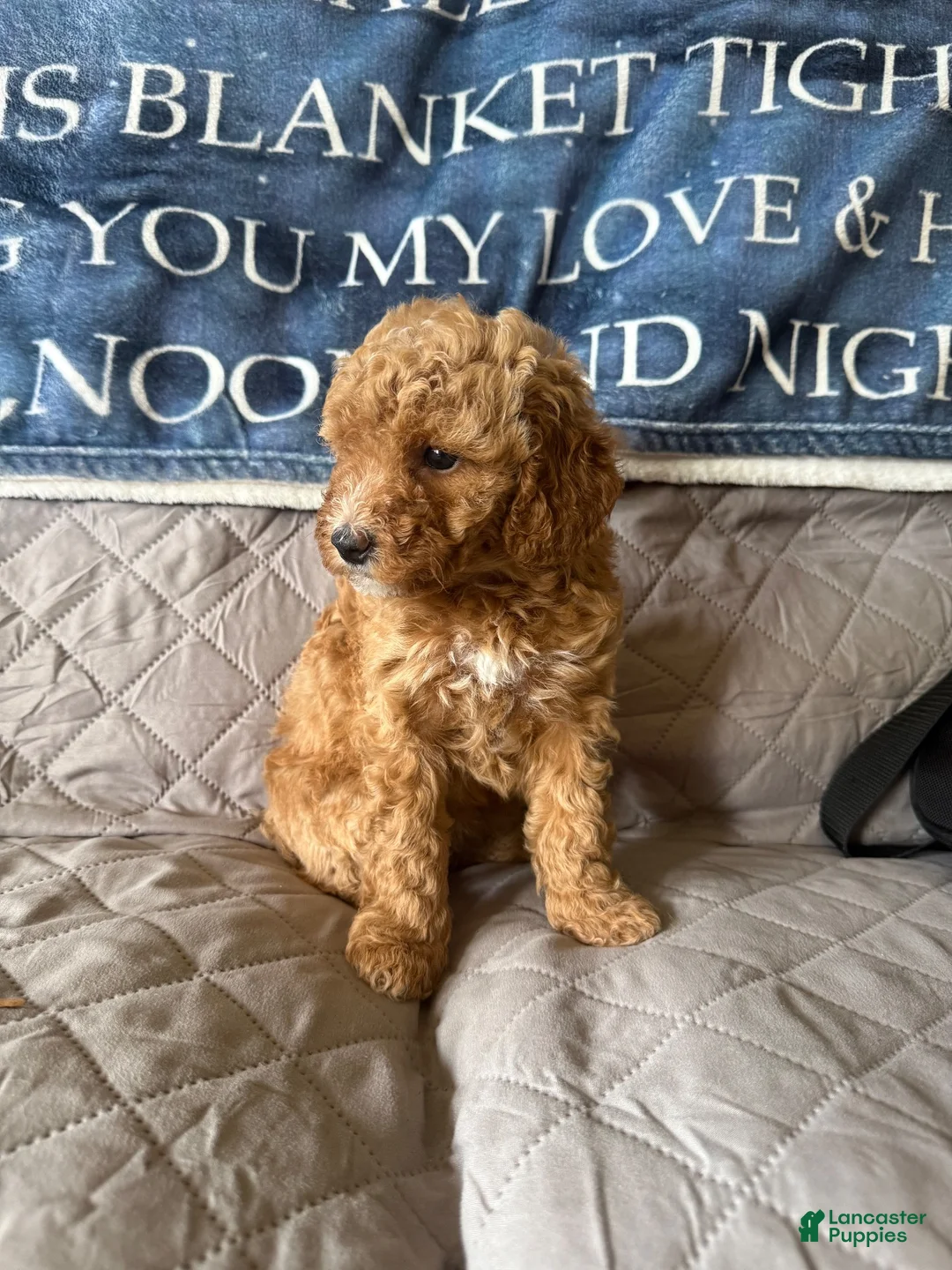 Miniature Poodle dogs for sale: Miniature Poodle 5 white collar - Ad 1