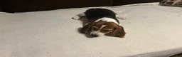 Beagle dogs for sale: Beagle 3 - Ad 3