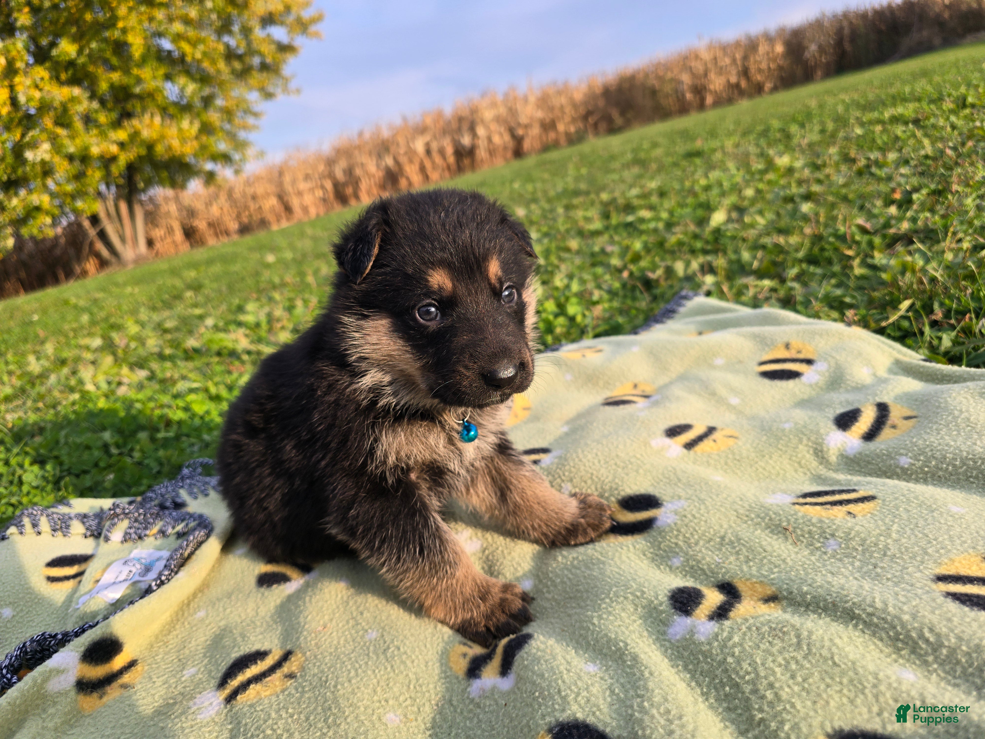German Shepherd dogs for sale: German Shepherd 2 - Ad 2