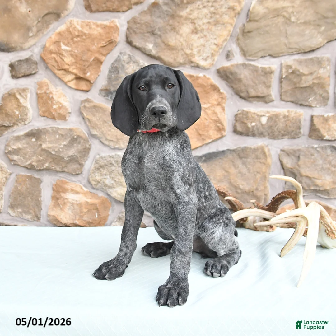 German Shorthaired Pointer dogs for sale: Dotty - Ad 1