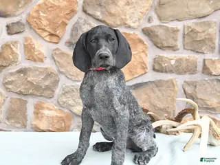 German Shorthaired Pointer dogs for sale: Dotty - Ad 1