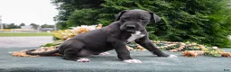 Great Dane dogs for sale: Whisper - Ad 3