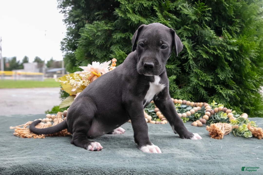 Great Dane dogs for sale: Whisper - Ad 3