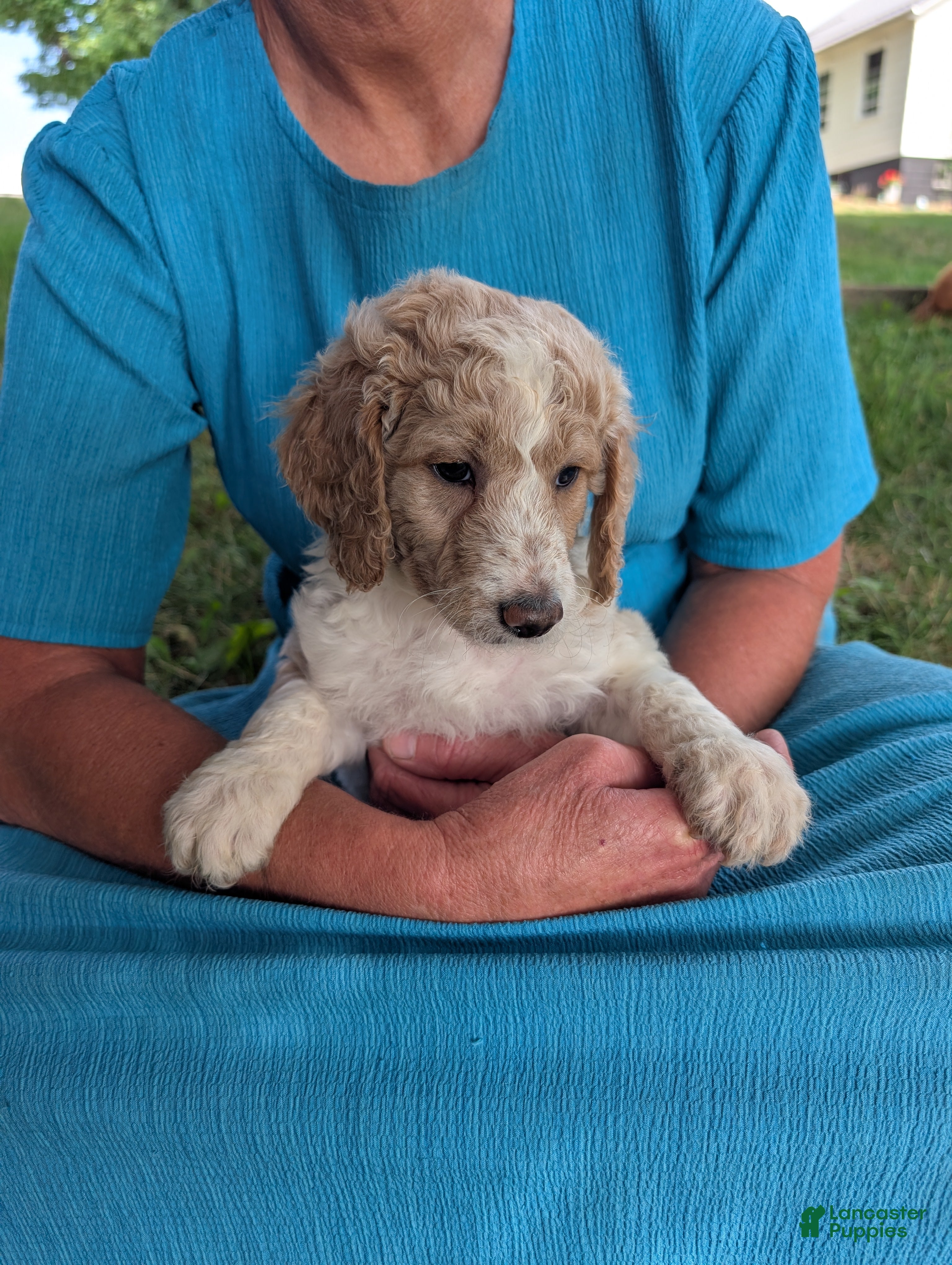 Goldendoodle dogs Chloe  - Ad 1