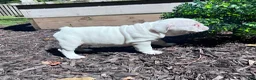 English Bulldog dogs for sale: Elsa - Ad 3