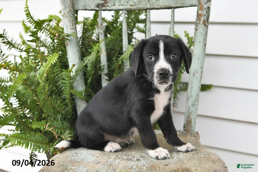 Beagle dogs for sale: Roxie - Ad 1