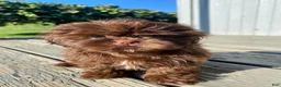 Shih Tzu dogs for sale: Daisy - Ad 3