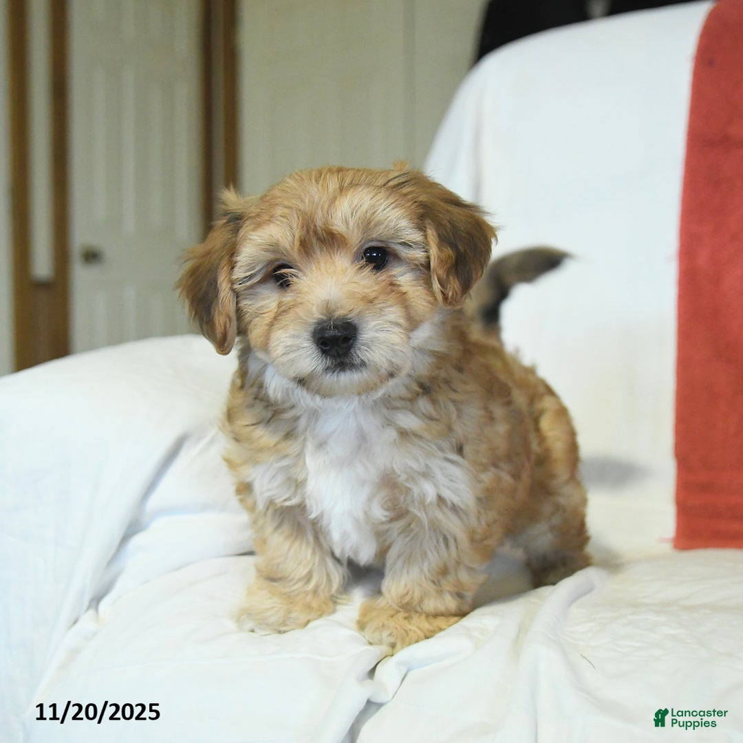 Yochon dogs for sale: Toto - Ad 4