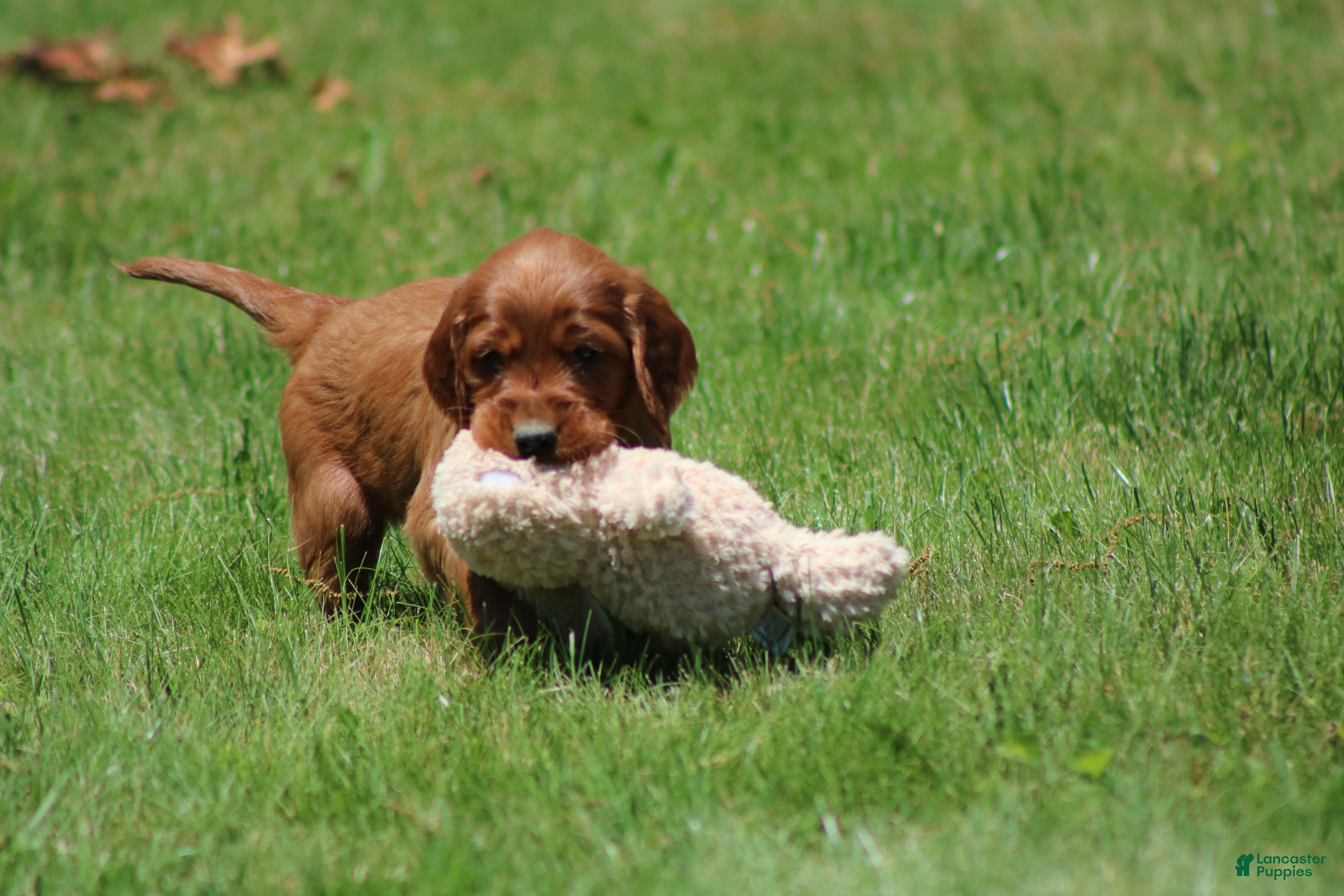 Irish Setter dogs for sale: Sammy - Ad 2