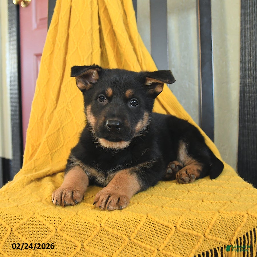 German Shepherd dogs Gypsy - Ad 2