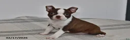 Boston Terrier dogs for sale: Rory - Ad 2