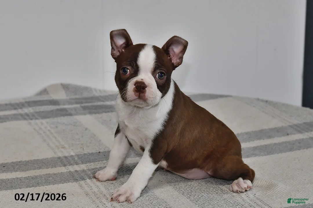 Boston Terrier dogs for sale: Rory - Ad 2