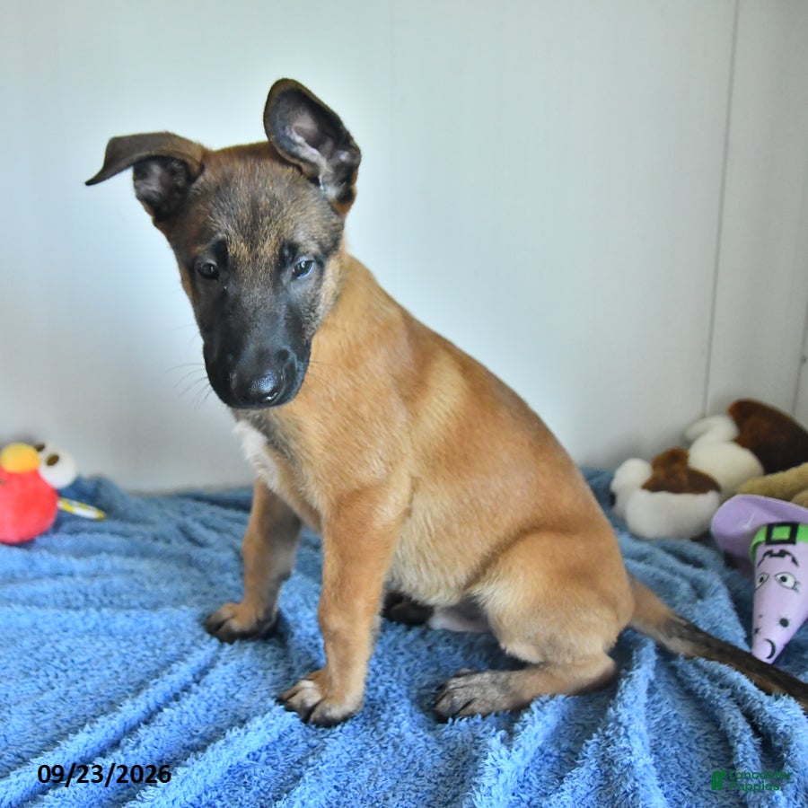 Belgian Malinois dogs Sevenis - Ad 2