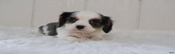 Cavalier King Charles Spaniel dogs for sale: Rosco - Ad 4
