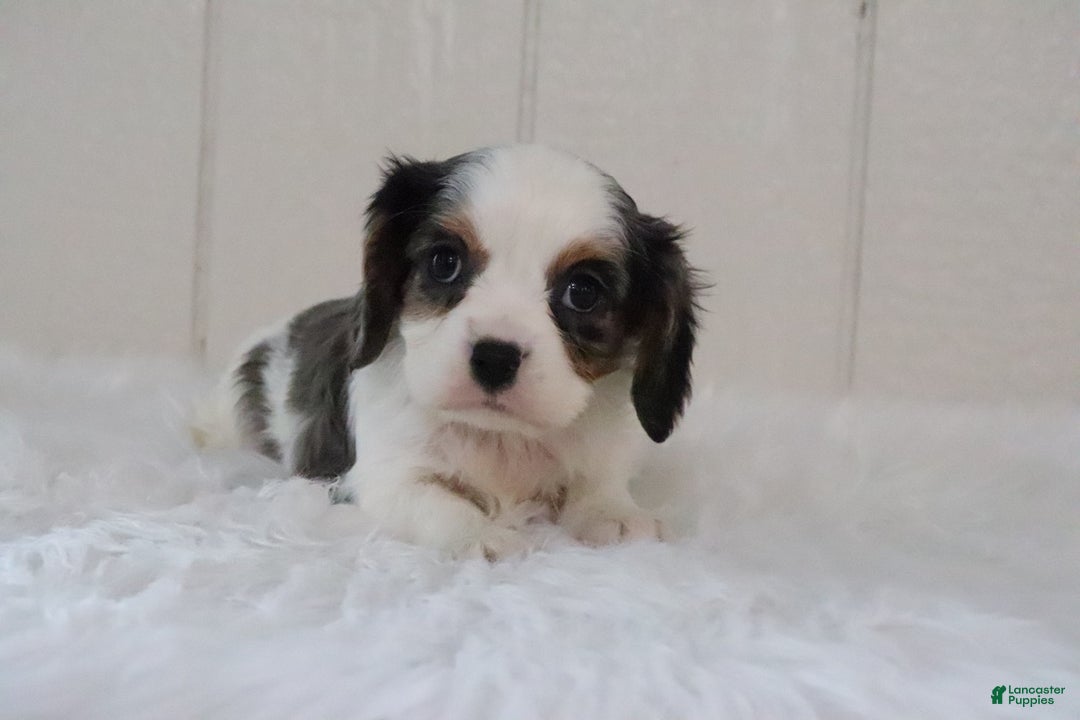 Cavalier King Charles Spaniel dogs for sale: Rosco - Ad 4
