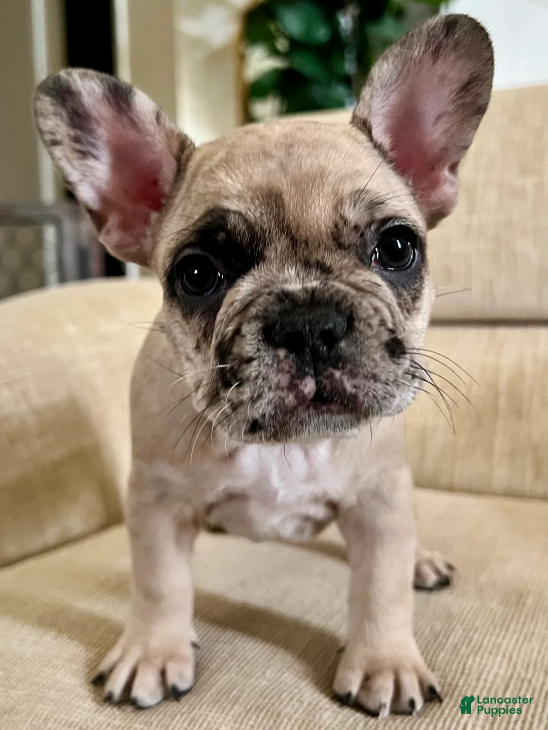 French Bulldog dogs for sale: Grace - Ad 1