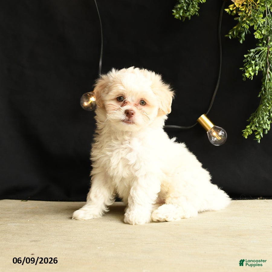Mixed Breed dogs Bambi - Ad 2