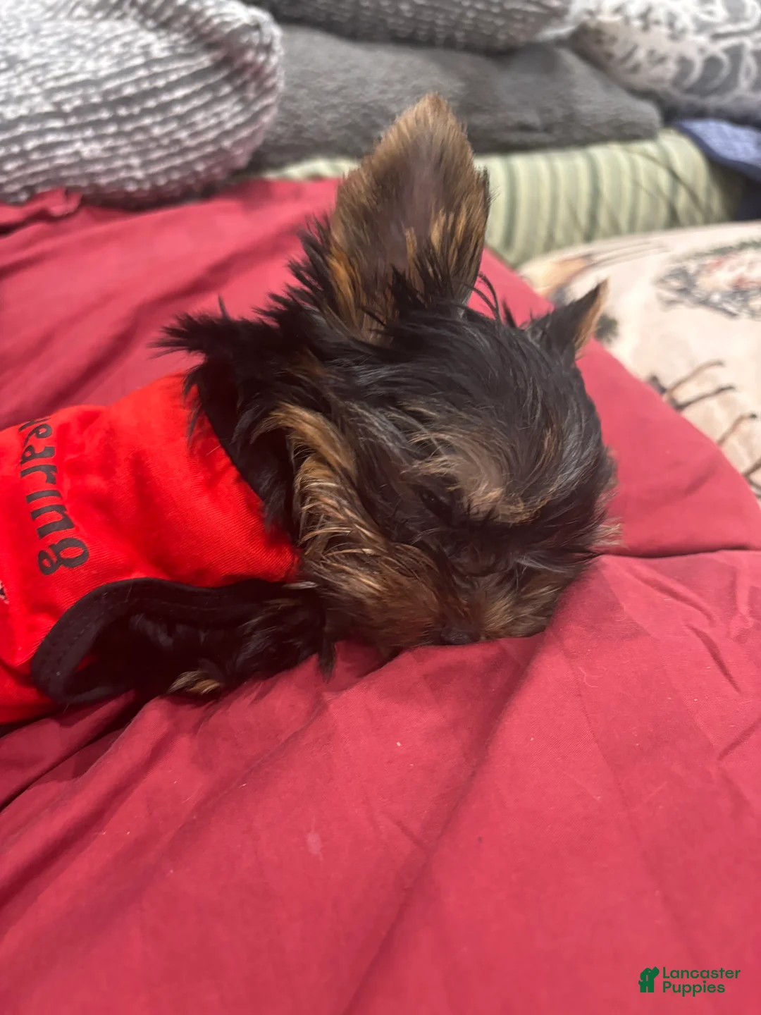 Yorkshire Terrier dogs for sale: Mojo - Ad 3