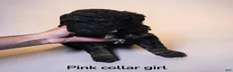 Standard Poodle dogs for sale: Pink Collar - Ad 2