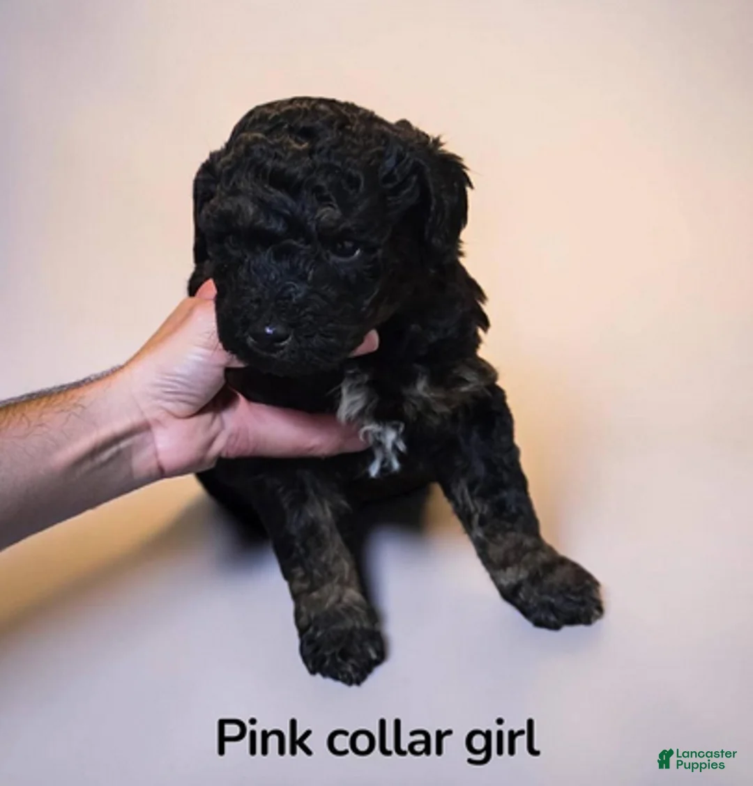Standard Poodle dogs for sale: Pink Collar - Ad 2