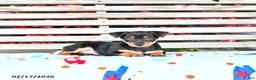 Miniature Pinscher dogs for sale: Jack  - Ad 4