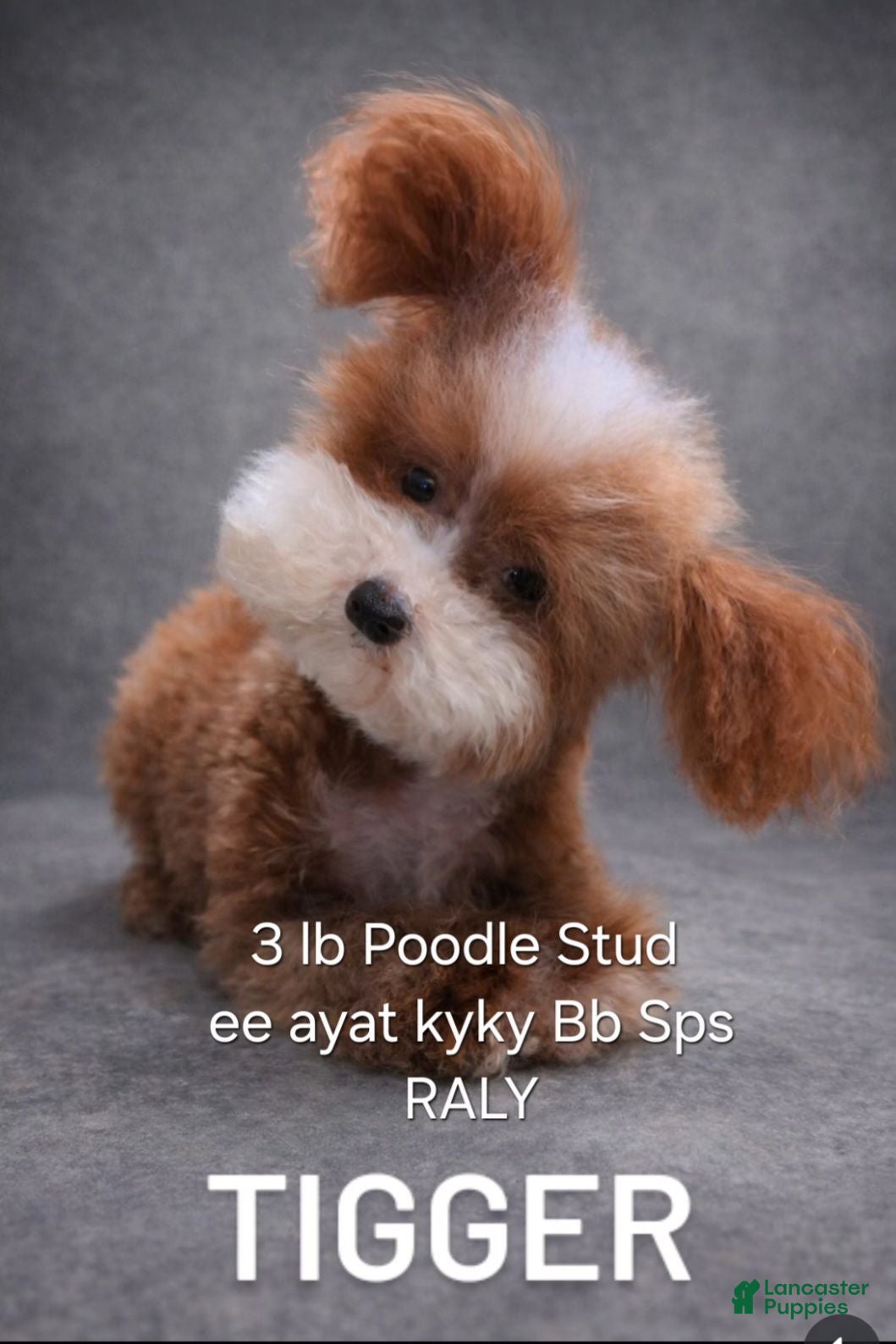 Toy Poodle dogs Tigger - Ad 1