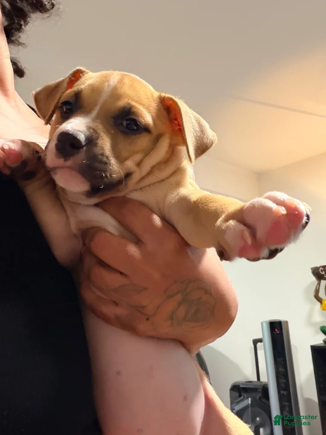 American Bully dogs for sale: American Bully 4 - Ad 2