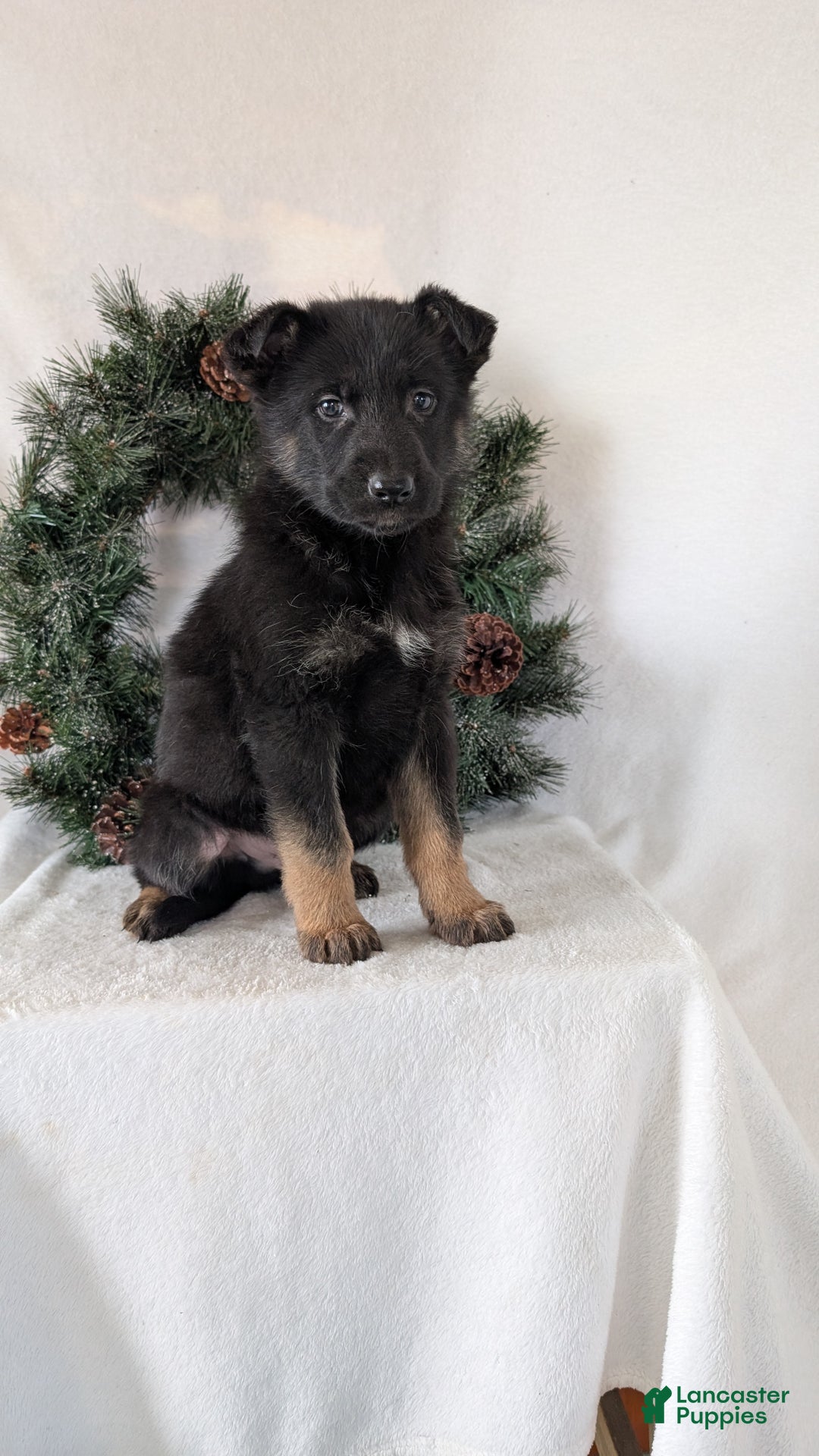 German Shepherd dogs for sale: Logan  - Ad 1