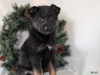 German Shepherd dogs for sale: Logan - Ad 3