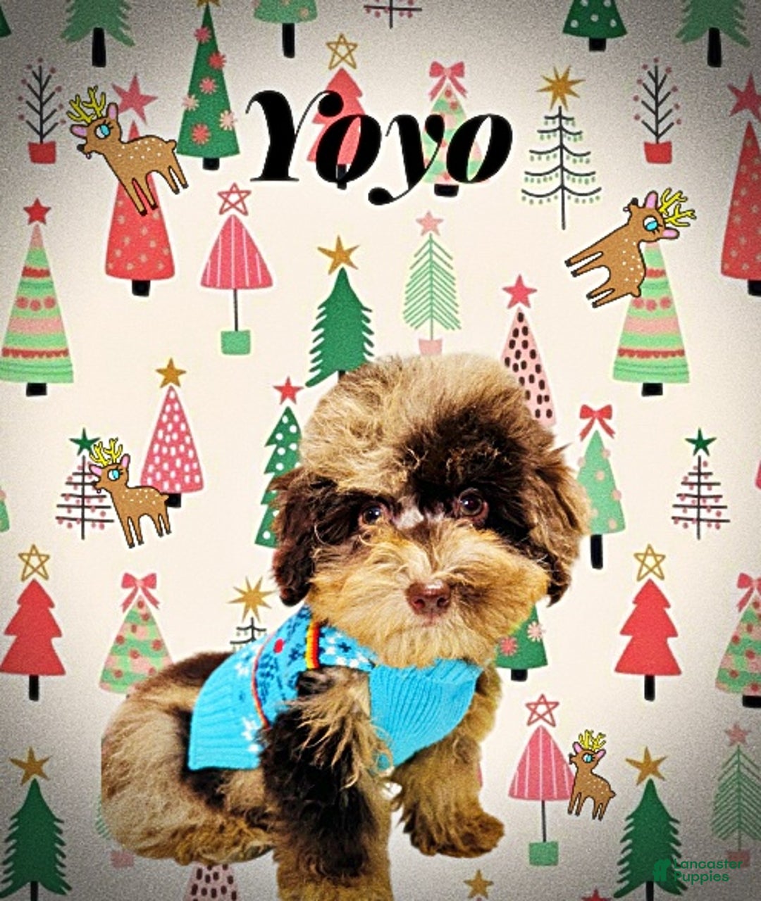 Havapoo dogs for sale: YoYo - Ad 5