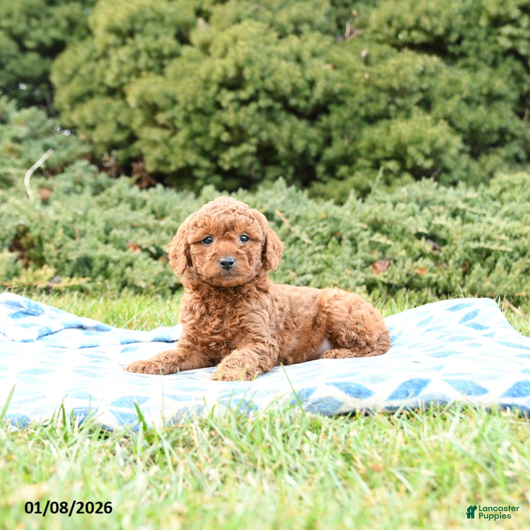 Mini Goldendoodle dogs for sale: Sammy - Ad 4