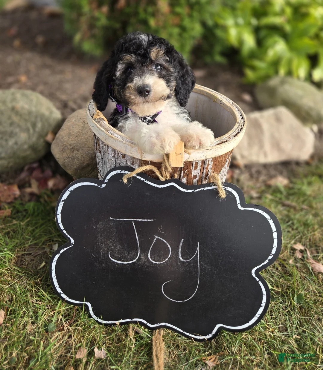 Mini Sheepadoodle dogs for sale: Joy - Ad 5