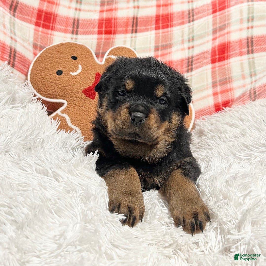 Rottweiler dogs for sale: Zuma - Ad 6