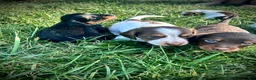 Miniature Dachshund dogs for sale: Rocky - Ad 5