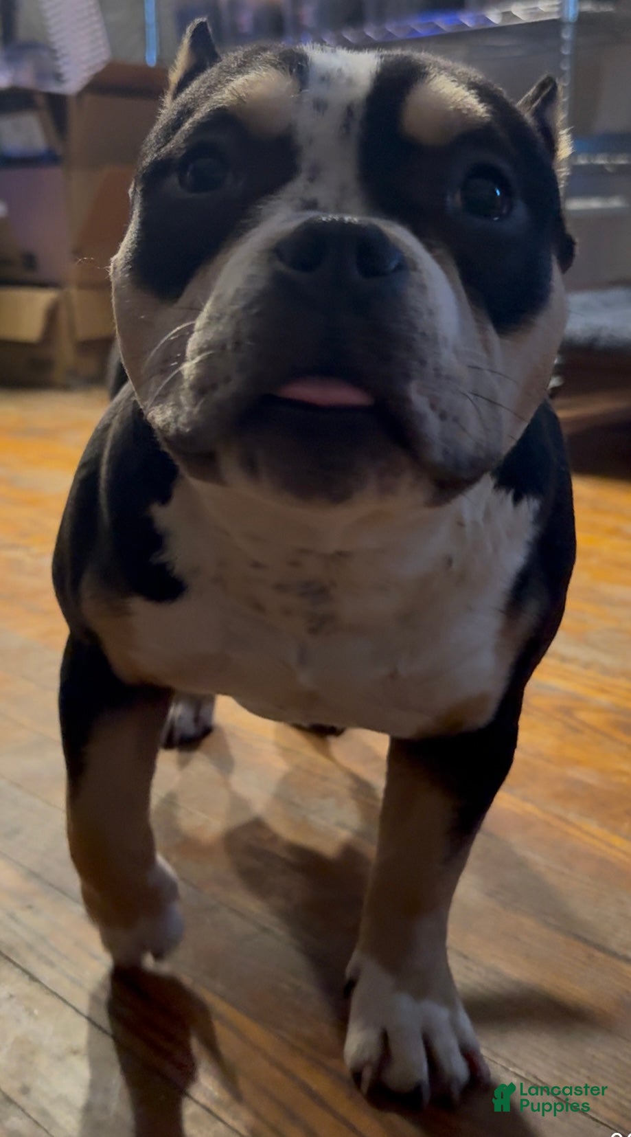 American Bully dogs American Bully Puppy 1 - Ad 24