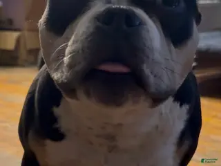 American Bully dogs American Bully Puppy 1 - Ad 24