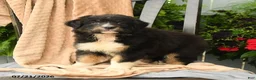 Australian Shepherd dogs for sale: Mia  - Ad 5