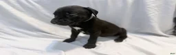 Cane Corso dogs for sale: Rufus AKC blue collar - Ad 17