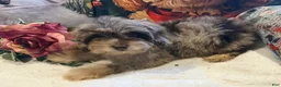 Maltipoo dogs for sale: VERY RARE chocolate MERLE Phantom Maltipoo Half Korean Puppy 2 - Ad 5