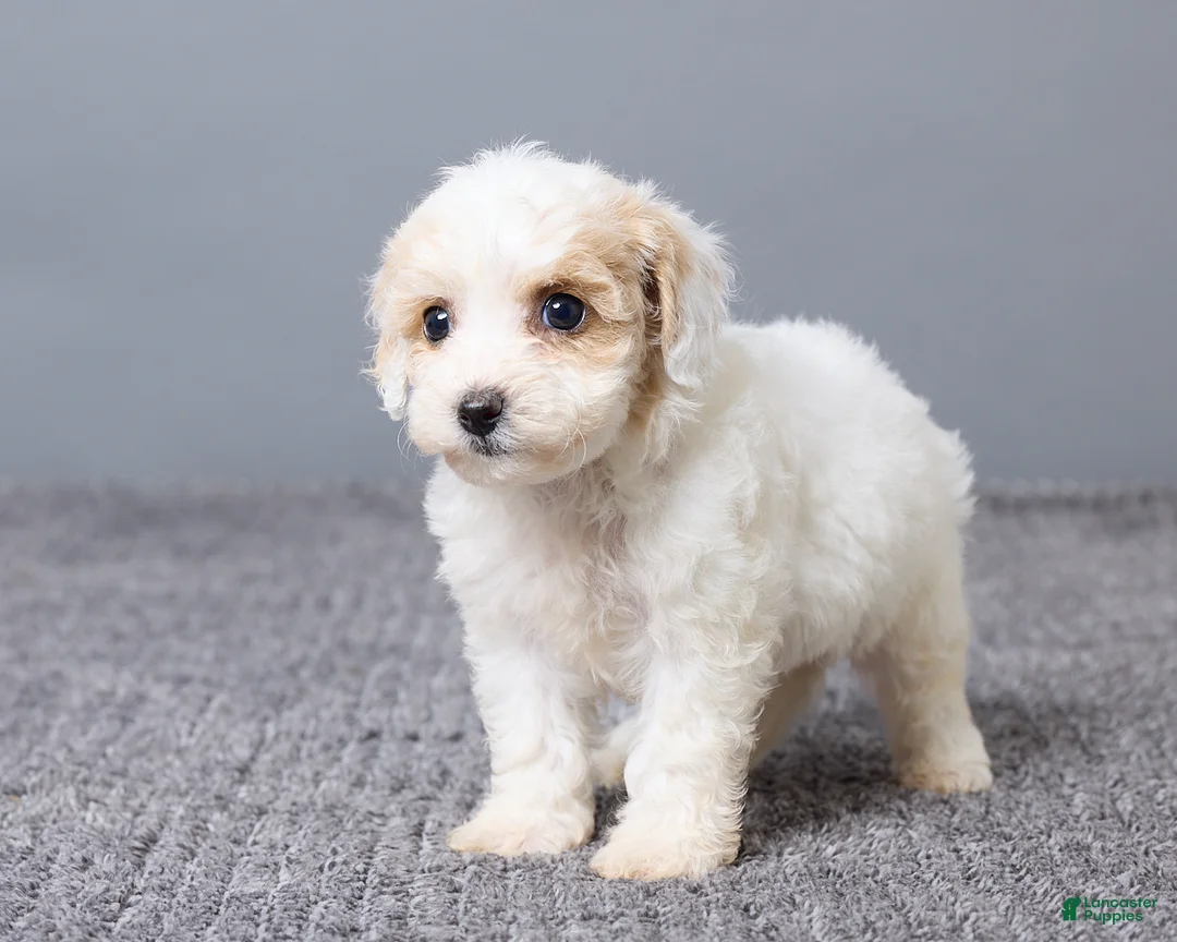 Bichpoo dogs for sale: Kiana - Ad 5