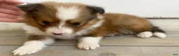 Shetland Sheepdog dogs for sale: Shervin  - Ad 2