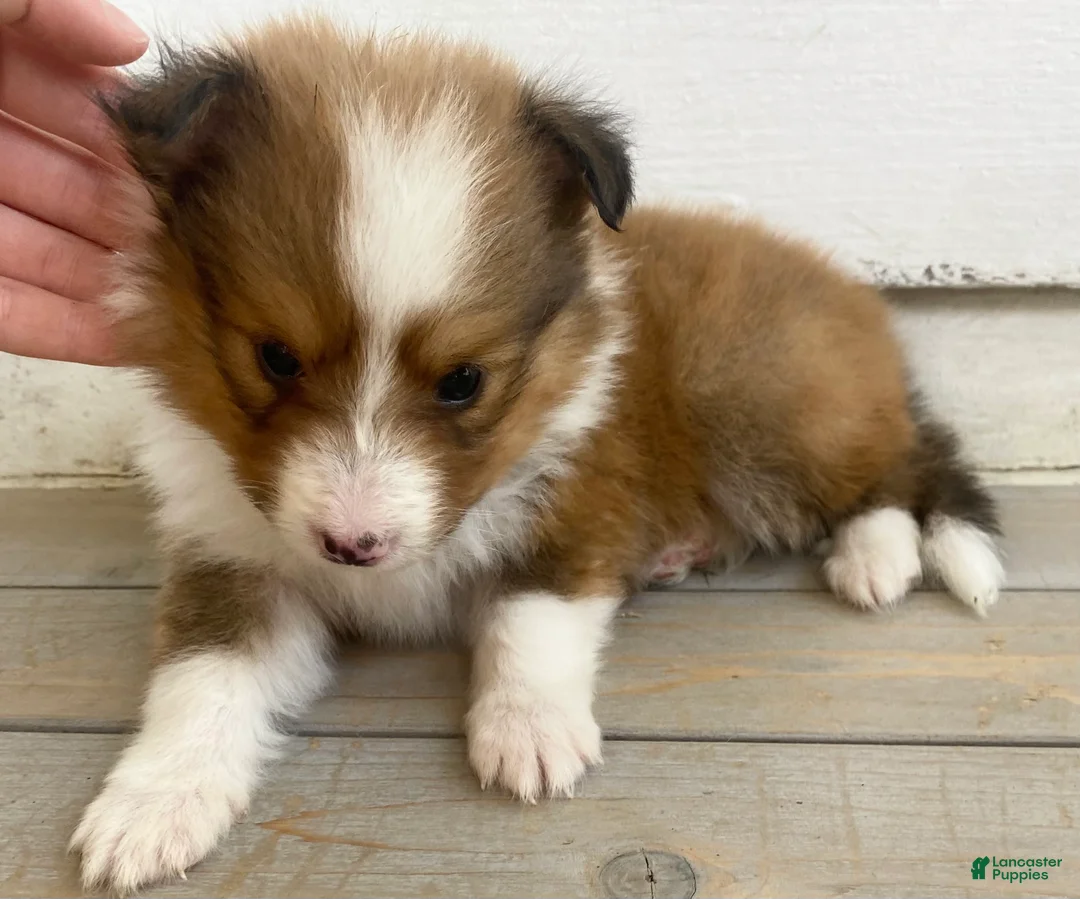 Shetland Sheepdog dogs for sale: Shervin  - Ad 2