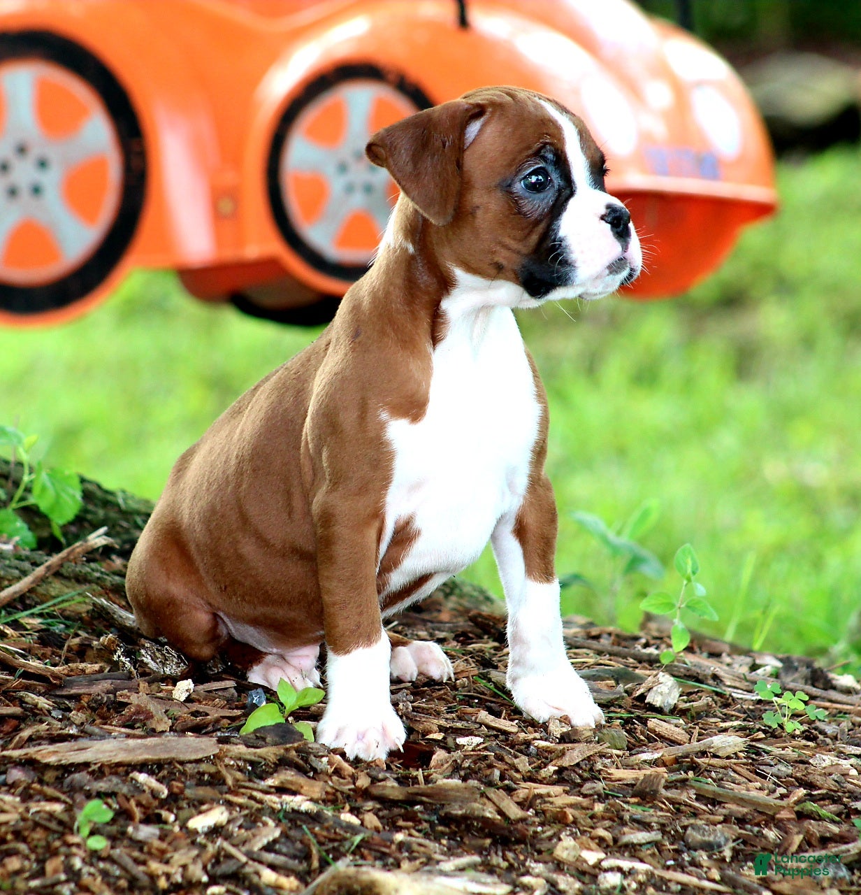 Boxer dogs Emerson  - Ad 1