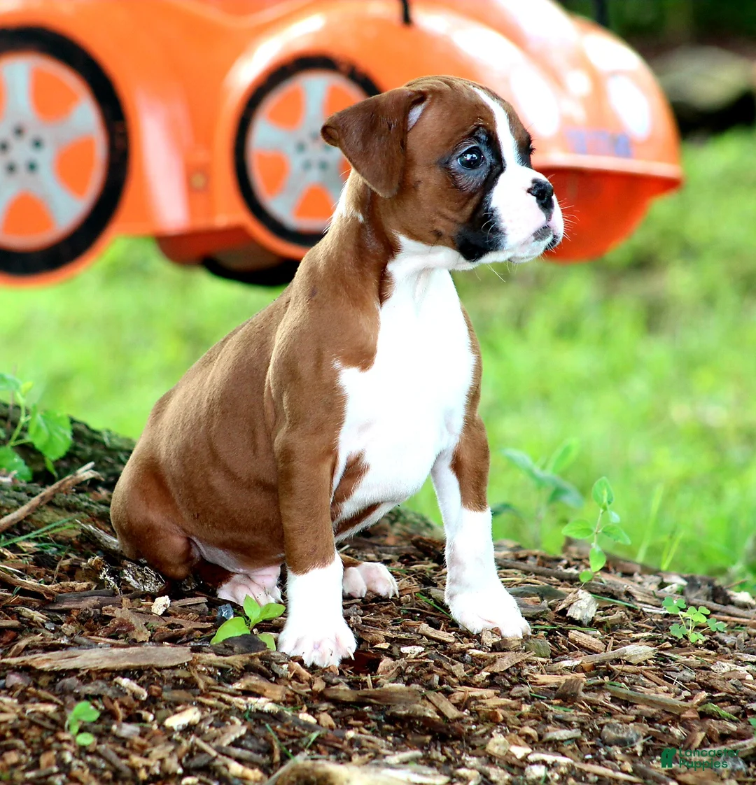 Boxer dogs for sale: Emerson  - Ad 1