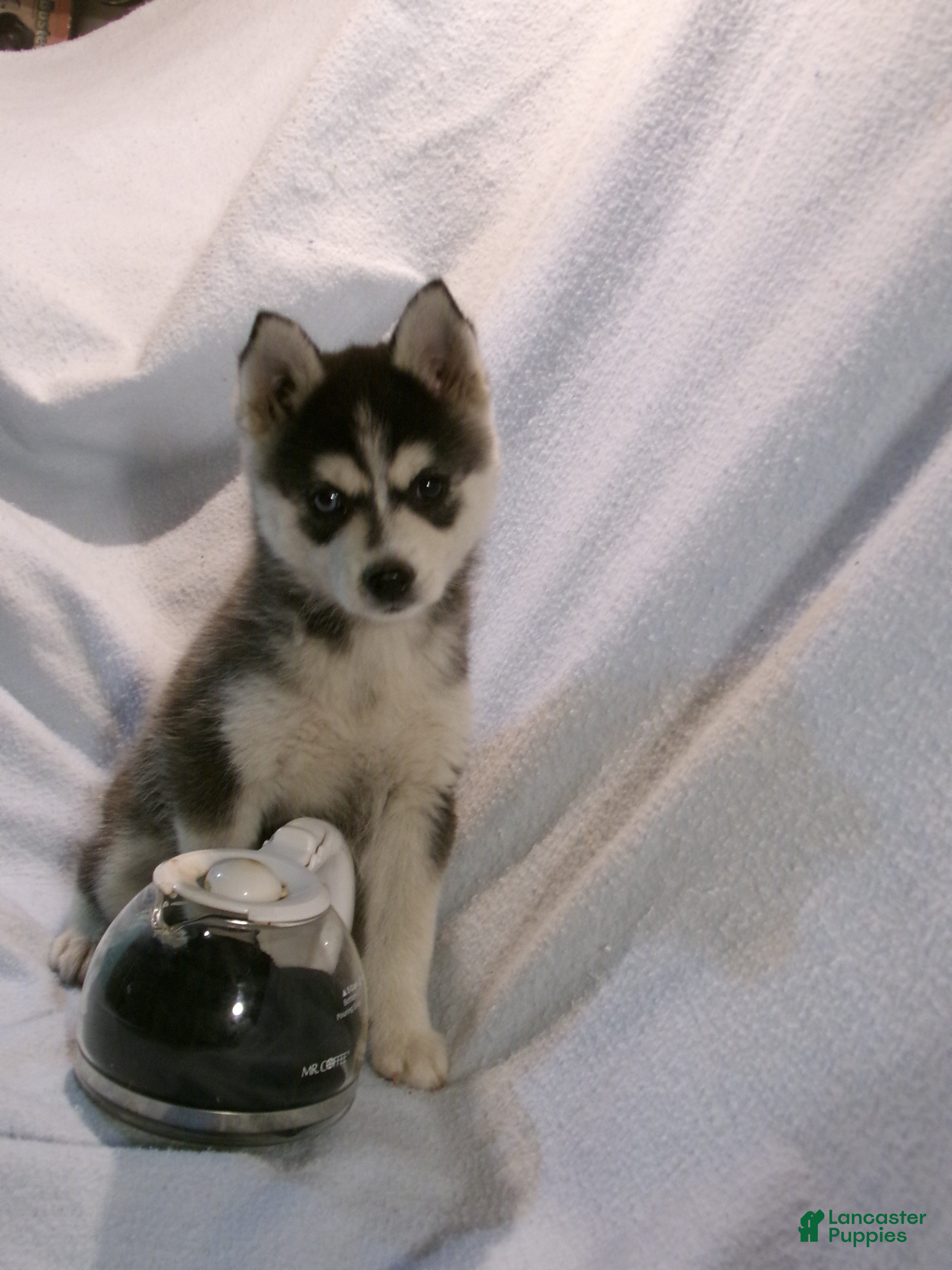 Pomsky dogs Americano - Ad 2