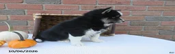 Pomsky dogs for sale: Oreo - Ad 4