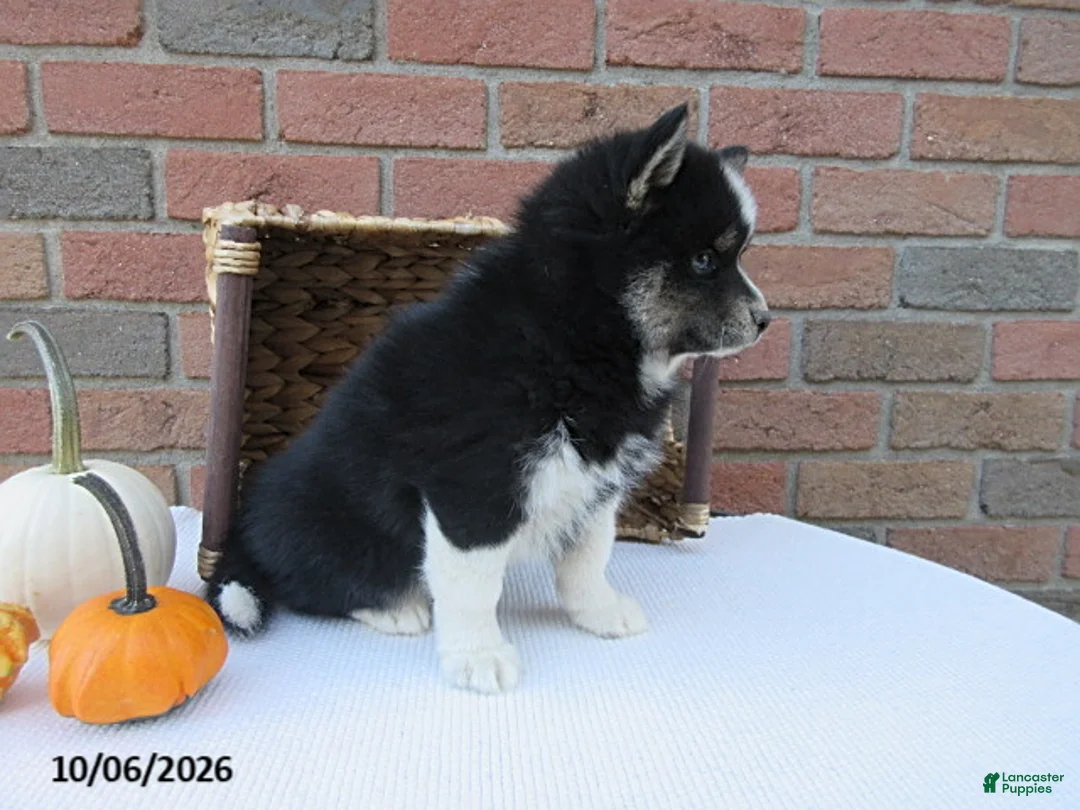 Pomsky dogs for sale: Oreo - Ad 4