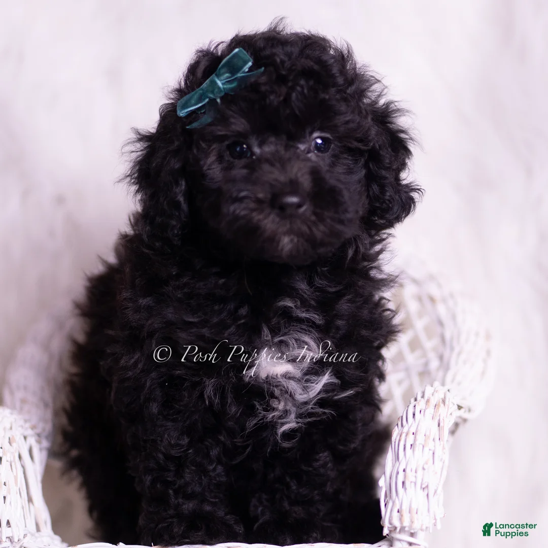 Miniature Poodle dogs for sale: Lemonheart - Ad 2