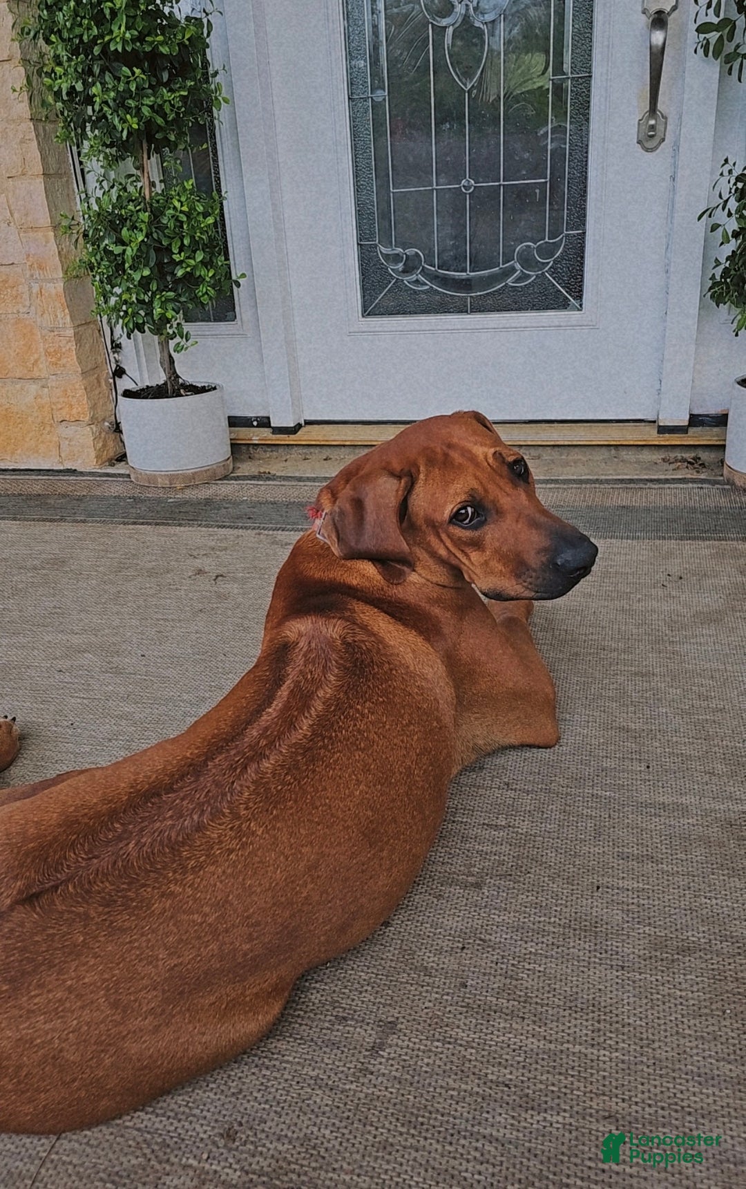 Mixed Breed dogs for sale: Puppy 4 - Ad 3